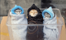 three kittens wrapped in blankets and hats in a clear plastic container