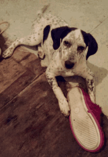 a dalmatian dog laying next to a pair of pink slippers