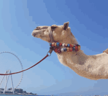 a camel wearing a colorful collar is standing in front of a large ferris wheel