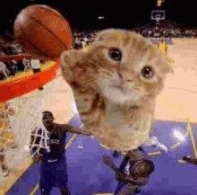 a cat is holding a basketball over a basketball player 's head while playing basketball .