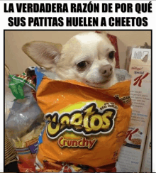 a chihuahua is sitting in a bag of cheetos