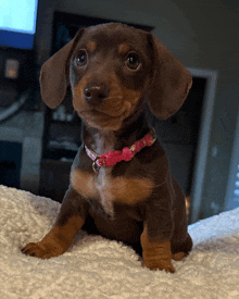 a brown and tan puppy wearing a pink collar is sitting on a white blanket