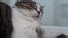 a brown and white cat sitting in front of a white wall