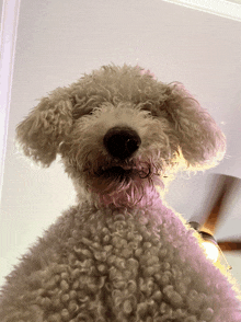 a close up of a white dog with a pink collar