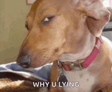 a brown and white dog with a pink collar is looking at the camera .