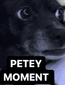 a close up of a dog with the words petey moment on it