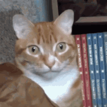 a cat is sitting in front of a stack of books one of which is titled " a portrait of a princess "