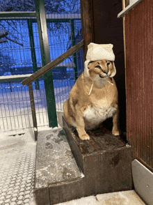 a cat wearing a hat sits on a set of steps