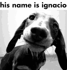 a black and white photo of a dachshund with the words his name is ignacio above it