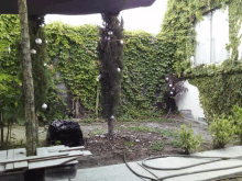 a backyard with a few trees and a hose in the foreground