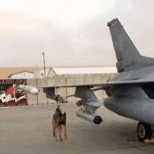 a dog is standing next to a fighter jet .