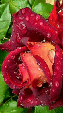 a red rose with water drops on it 's petals