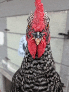 a close up of a chicken with a red comb and a sticker that says " chicken " on it