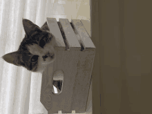 a cat is sticking its head out of a white crate