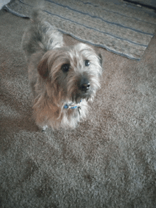 a small dog wearing a blue collar is sitting on the floor