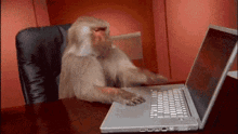 a monkey is sitting at a desk with a laptop