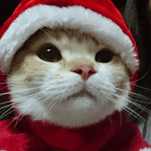 a cat wearing a santa hat and scarf .