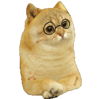 a cat wearing glasses and a bandage on its face