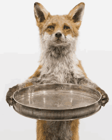 a stuffed animal fox holds a silver tray in its paws