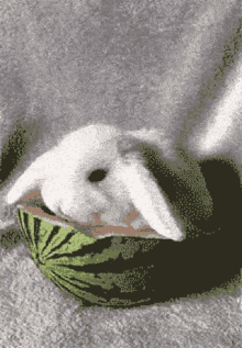 a white rabbit is laying in a watermelon