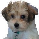 a small brown and white dog is wearing a blue collar and looking at the camera .