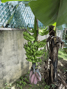 a bunch of green bananas are growing on a banana tree