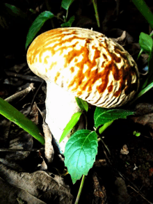 a brown and white mushroom with a green leaf in the background