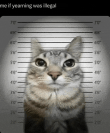 a picture of a cat in a police lineup with the caption me if yearning was illegal