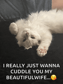 a cat laying on its back with a caption that says i really just wanna cuddle you my beautiful wife