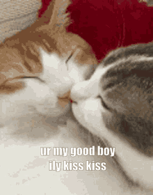 two cats are kissing each other with the caption ur my good boy illy kiss kiss