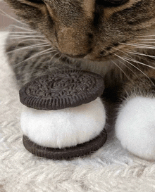 a close up of a cat eating a sandwich made of oreos