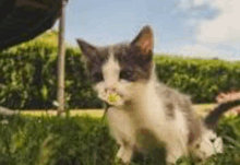 a kitten is sitting in the grass eating a flower .