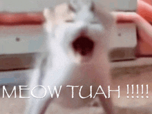 a picture of a cat with its mouth open and the words meow tuah written on the bottom