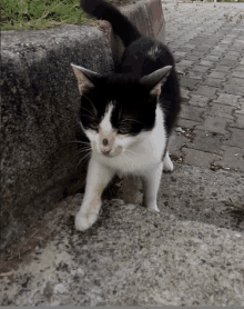 a black and white cat with a white spot on its nose