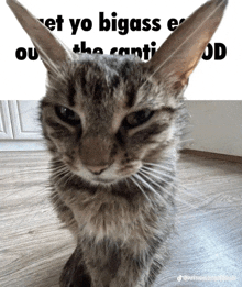 a cat looking at the camera with a caption that says " et yo bigass e ou "