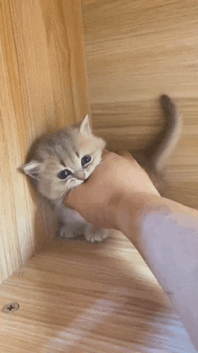 a person is holding a kitten in their hand while it looks at the camera .