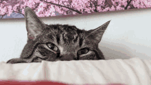 a cat laying on a bed with a picture of cherry blossoms in the background