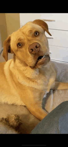 a dog laying on a carpet with its mouth open