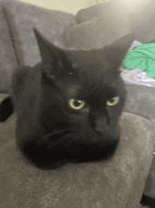 a black cat is laying on a grey couch and looking at the camera