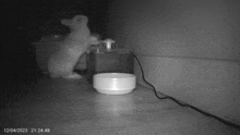 a black and white photo of a rabbit and a bowl with the date 12/04/2023