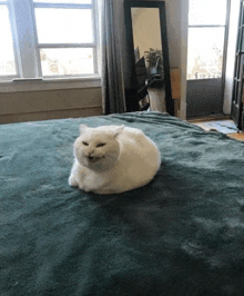 a white cat is laying on a bed in front of a window