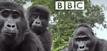 three gorillas are sitting next to each other in front of a tree .