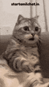 a cat with a surprised look on its face is sitting on a couch with the website starttamilchat.in written below it