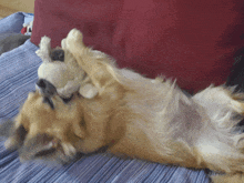 a dog playing with a stuffed animal on its back