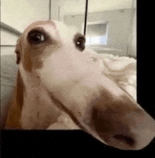 a close up of a dog 's face with a long nose looking at the camera .