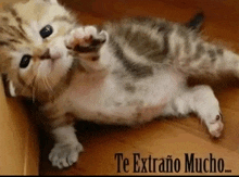 a kitten is laying on its back with the words te extrano mucho written on the bottom