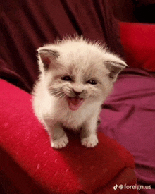 a small white kitten is sitting on a red couch