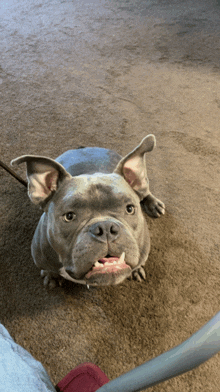 a dog laying on a brown carpet looking up at the camera