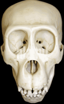 a close up of a human skull showing the teeth and eyes