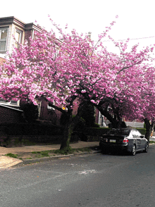 a black car is parked under a tree with pink blossoms